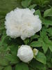 Fuso-no-tsukasa peony photo