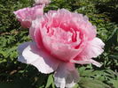 Hana-kisoi peony photo