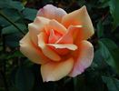 Apricots N' Cream rose photo
