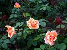 Apricots N' Cream rose photo