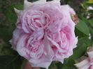 J. B. M. Camm rose photo