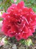 Sparkling Ruffles rose photo