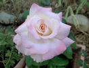 Clouds of Glory rose photo