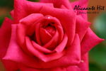 Alicante rose photo