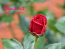 Alicante rose photo