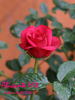 Alicante rose photo