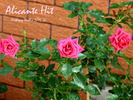 Alicante rose photo
