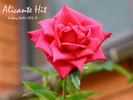 Alicante rose photo