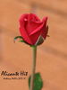 Alicante rose photo
