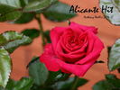 Alicante rose photo