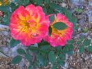 Mandarin ® rose photo