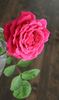 Raspberry Rapper rose photo