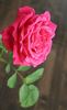 Raspberry Rapper rose photo