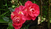 Bhagmati ™ rose photo