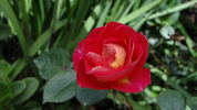 Bhagmati ™ rose photo