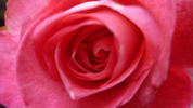 Blushing Yuki ™ rose photo
