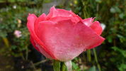 Blushing Yuki ™ rose photo
