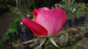 Blushing Yuki ™ rose photo