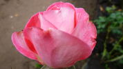 Blushing Yuki ™ rose photo