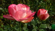 Blushing Yuki ™ rose photo