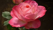 Blushing Yuki ™ rose photo