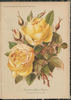 Comtesse Anna Thun rose photo