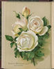 Fiammetta Nabonnand rose photo