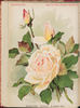 Hermann Raue rose photo