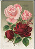 Friedrichsruh rose photo