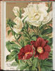 Madame Georges Bruant rose photo