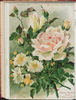 Frau Cécile Walter rose photo