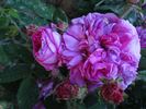 Charlemagne rose photo