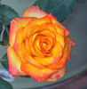Mary Pickersgill rose photo