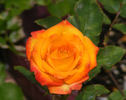 Mary Pickersgill rose photo