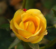 Mary Pickersgill rose photo
