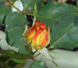 Mary Pickersgill rose photo