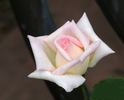 Leading Lady ™ rose photo