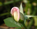 Leading Lady ™ rose photo