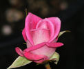 Dr. Tommy Cairns rose photo