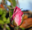 Dr. Tommy Cairns rose photo