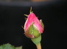 Dr. Tommy Cairns rose photo