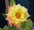 Bees Knees ™ rose photo