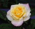 Bees Knees ™ rose photo