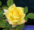Bees Knees ™ rose photo