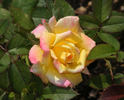 Bees Knees ™ rose photo