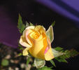 Bees Knees ™ rose photo