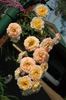 Basket Gold rose photo
