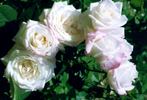 Blushing Pamela Ann rose photo