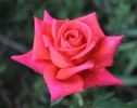 Eddie rose photo