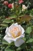 Jycinda Maree rose photo
